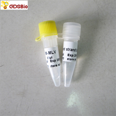 Odczynniki do PCR z odwrotną transkryptazą M-Mlv Rt PCR R1041/R1042