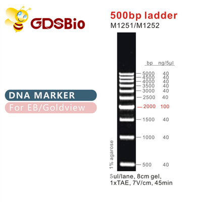 Klasyczne drabinki i markery DNA 500bp Ladder M1251/M1252