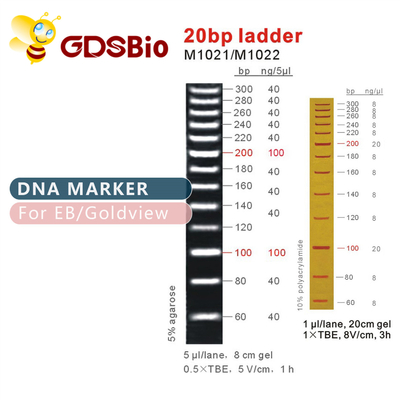Odczynniki o wysokiej czystości 20 bp DNA Marker Ladder Gel Electroforesis