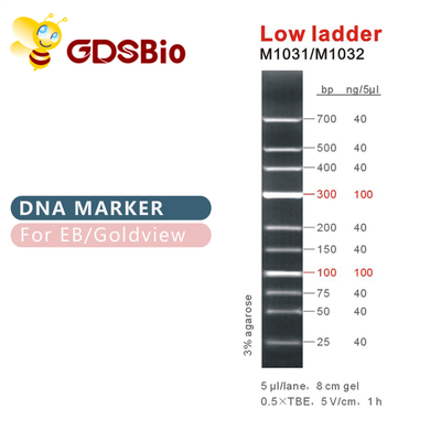 Marker DNA niskiej drabiny M1031 (50 μg)/M1032 (50 μg × 5)