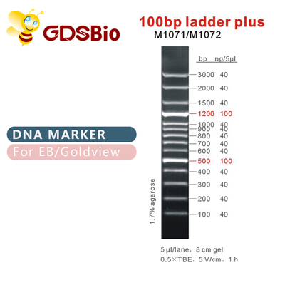 100 bp Ladder Plus DNA Marker M1071 (50 μg)/M1072 (50 μg × 5)
