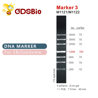 Marker 3 Drabina DNA M1121 (50μg)/M1122 (5×50μg)