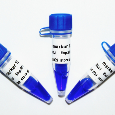 Marker 12 Drabina DNA M1141 (50μg)/M1142 (5×50μg)