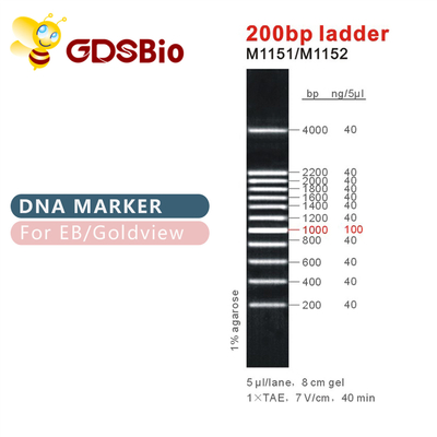 Marker drabinkowy DNA 200 bp M1151 (50 μg)/M1152 (5×50 μg)