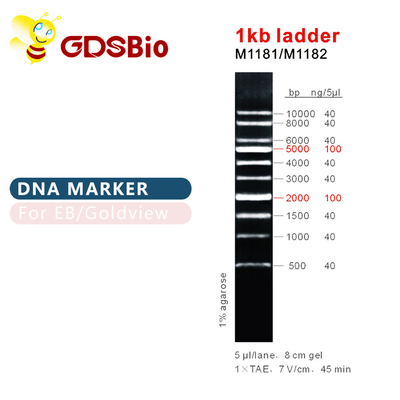 1kb Ladder 1000bp DNA Marker Ladder Gel Electroforesis