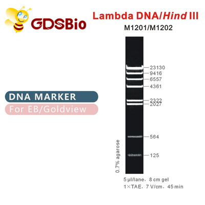 λDNA/Hind Ⅲ Drabina markerów DNA M1201 (50μg)/M1202 (5×50μg)