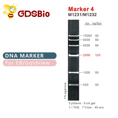 Marker 4 Drabina DNA M1231 (50μg)/M1232 (5×50μg)