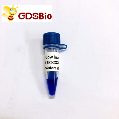 LD Low Ladder DNA Marker LM1031 (60 preparatów)/LM1032 (60 preparatów × 3)