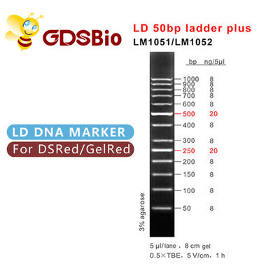 Elektroforeza markerów DNA 50bp Ladder Plus, elektroforeza żelowa markerów wielkości DNA