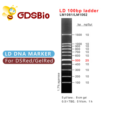 Marker DNA do elektroforezy w żelu drabinkowym 100 bp 60 preparatów