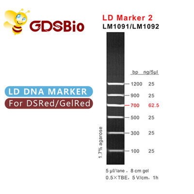 LD Marker 2 60 Przygotowuje elektroforezę markerów DNA GDSBio