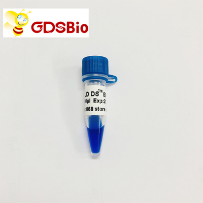 GDSBio LD DS 5000 DNA Marker Elektroforeza Niebieski wygląd