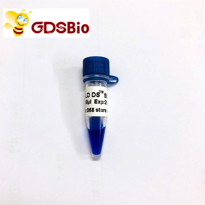 GDSBio LD DS 5000 DNA Marker Elektroforeza Niebieski wygląd