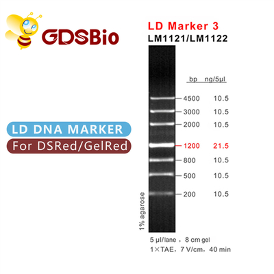 LD Marker 3 Drabinkowa elektroforeza DNA 60 przygotowuje odczynniki o wysokiej czystości