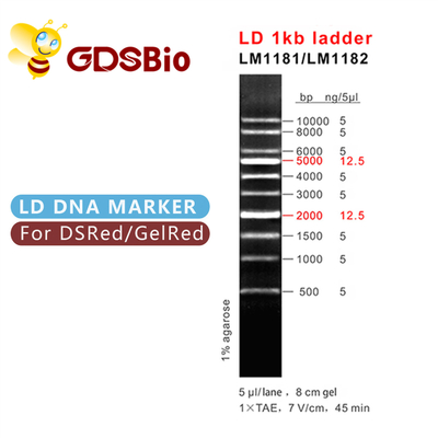 LD 1kb Ladder 1000bp DNA Marker LM1181 (50 preparatów)/LM1182 (50 preparatów × 5)