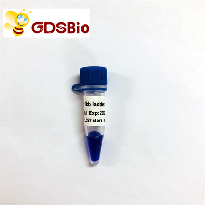 LD 1kb Ladder 1000bp DNA Marker LM1181 (50 preparatów)/LM1182 (50 preparatów × 5)
