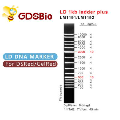 1000bp DNA Marker Elektroforeza, Elektroforeza żelowa 1 Kb Dna Ladder