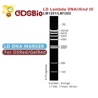 60 preparatów DNA Marker Electrophoresis High Purity Reagents