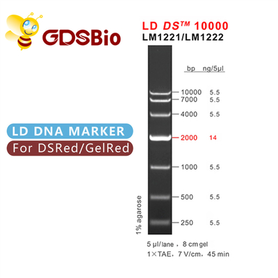 10000bp 10kb DNA Ladder Electroforesis Odczynniki o wysokiej czystości