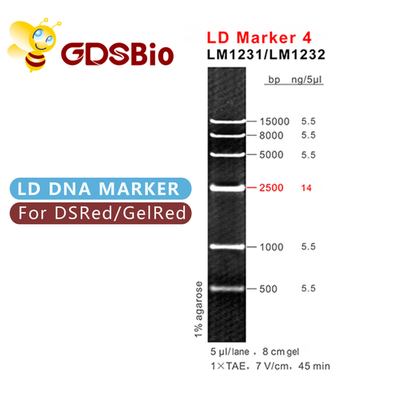 LD Marker 4 DNA Ladder LM1231 (50 preparatów)/LM1232 (50 preparatów × 5)