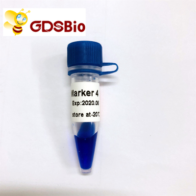 LD Marker 4 DNA Ladder LM1231 (50 preparatów)/LM1232 (50 preparatów × 5)