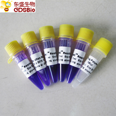 1ml×5 Zestaw PCR Master Mix HS do wykrywania kwasu nukleinowego metodą PCR P3082