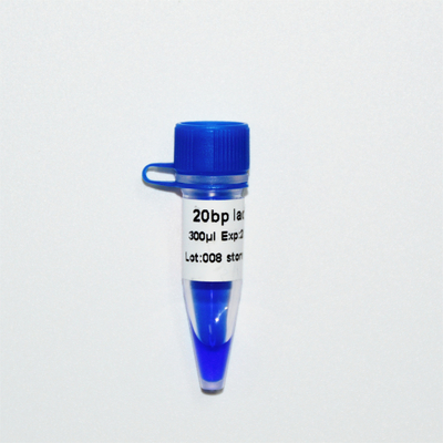 Elektroforeza markera drabinkowego DNA 20 bp GDSBio Blue Wygląd