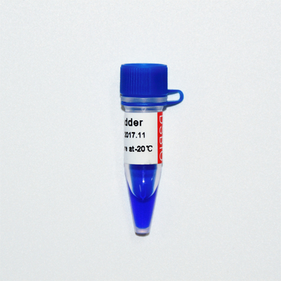 Elektroforeza markera drabinkowego DNA 20 bp GDSBio Blue Wygląd