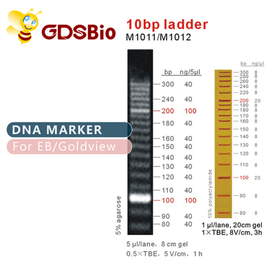 10 bp DNA Ladder Gel Elektroforeza Odczynniki o wysokiej czystości