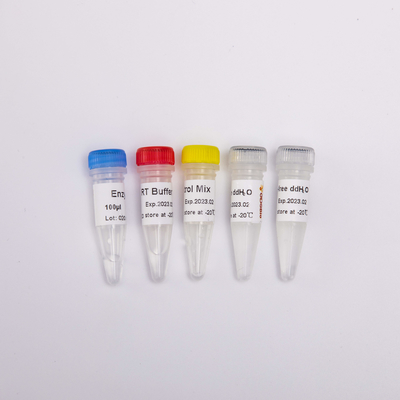 Mieszanina RT PCR do odczynników PCR z odwrotną transkryptazą R1031 100 Rxns