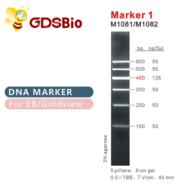 Marker 1 DNA Marker Elektroforeza 400bp 50ug Niebieski wygląd