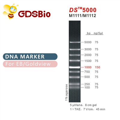 Marker do elektroforezy DNA 1000bp DS 5000, drabina DNA do żelu RNA