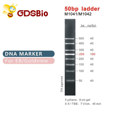 50bp 50ug DNA Marker Elektroforeza Odczynniki o wysokiej czystości