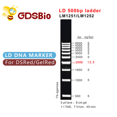 500bp LD DNA drabinkowa elektroforeza żelowa 60 preparatów