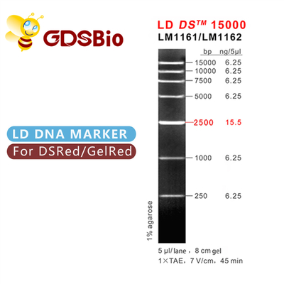 LD DS 15000bp 15kb DNA Marker Elektroforeza 50 preparatów