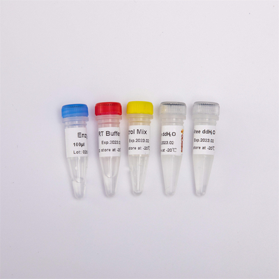 R1031 GDSBio synteza pierwszej nici CDNA RT-PCR Mix do wstępnie zmieszanych odczynników PCR z odwrotną transkryptazą RNA QPCR
