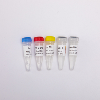 R1031 GDSBio RT Mix do wstępnie zmieszanych odczynników PCR z odwrotną transkryptazą QPCR