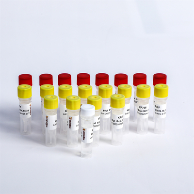 Adapter uniwersalny PCR Primery Multiplex Oligos 1 Do Illumina K002-A