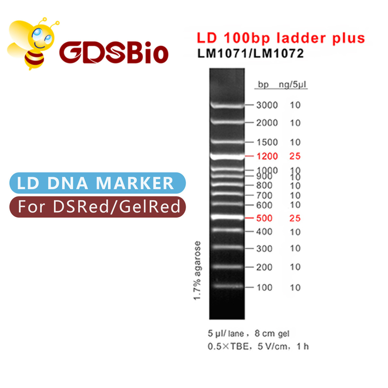 60 Preps LD 100bp Ladder Plus DNA Marker Electrophoresis